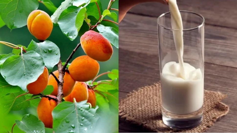 ಮಲಗುವ ಮುನ್ನ ಒಂದು ಲೋಟ ಹಾಲಿನ ಜೊತೆ ʼಈʼ ಹಣ್ಣು ಸೇರಿಸಿ ತಿಂದರೆ ಬೆಳಗಾಗುವಷ್ಟರಲ್ಲೇ ನಾರ್ಮಲ್‌ ಆಗುತ್ತೆ ಶುಗರ್!‌ ಸ್ವೀಟ್‌ ತಿಂದರೂ ಮತ್ಯಾವತ್ತೂ ಹೆಚ್ಚಾಗಲ್ಲ