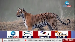 ಚಾಮರಾಜನಗರದ ಬಂಡಿಪುರ ಸಫಾರಿ ವಲಯದಲ್ಲಿ ಘಟನೆ