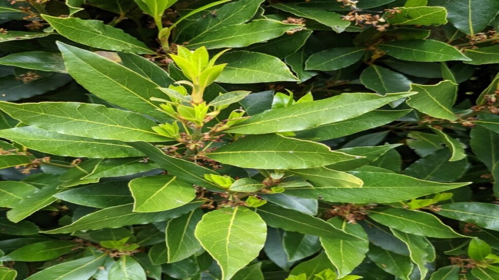Home Remedy for blood sugar 
