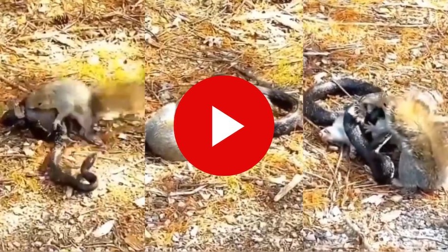 Viral video: ಅಯ್ಯೋ ದೇವರೇ ಮೂಕ ಪ್ರಾಣಿಗೆ ಇದೆಂತಹ ಶಿಕ್ಷೆ? ಮರಿಗಳನ್ನು ರಕ್ಷಿಸಿಕೊಳ್ಳಲು ವಿಷ ಸರ್ಪದ ಜೊತೆ ಕಾದಾಟಕ್ಕಿಳಿದ ಅಳಿಲು