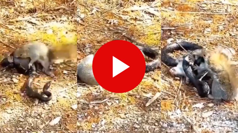 Viral video: ಅಯ್ಯೋ ದೇವರೇ ಮೂಕ ಪ್ರಾಣಿಗೆ ಇದೆಂತಹ ಶಿಕ್ಷೆ? ಮರಿಗಳನ್ನು ರಕ್ಷಿಸಿಕೊಳ್ಳಲು ವಿಷ ಸರ್ಪದ ಜೊತೆ ಕಾದಾಟಕ್ಕಿಳಿದ ಅಳಿಲು Viral video: ಅಯ್ಯೋ ದೇವರೇ ಮೂಕ ಪ್ರಾಣಿಗೆ ಇದೆಂತಹ ಶಿಕ್ಷೆ? ಮರಿಗಳನ್ನು ರಕ್ಷಿಸಿಕೊಳ್ಳಲು ವಿಷ ಸರ್ಪದ ಜೊತೆ ಕಾದಾಟಕ್ಕಿಳಿದ ಅಳಿಲು