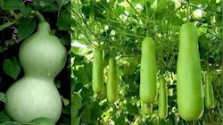 Bottle Gourd Benefits: ಮಲಬದ್ಧತೆ, ಕ್ಯಾನ್ಸರ್ ರೋಗಕ್ಕೆ ರಾಮಬಾಣ ಈ ಕಾಯಿ..!