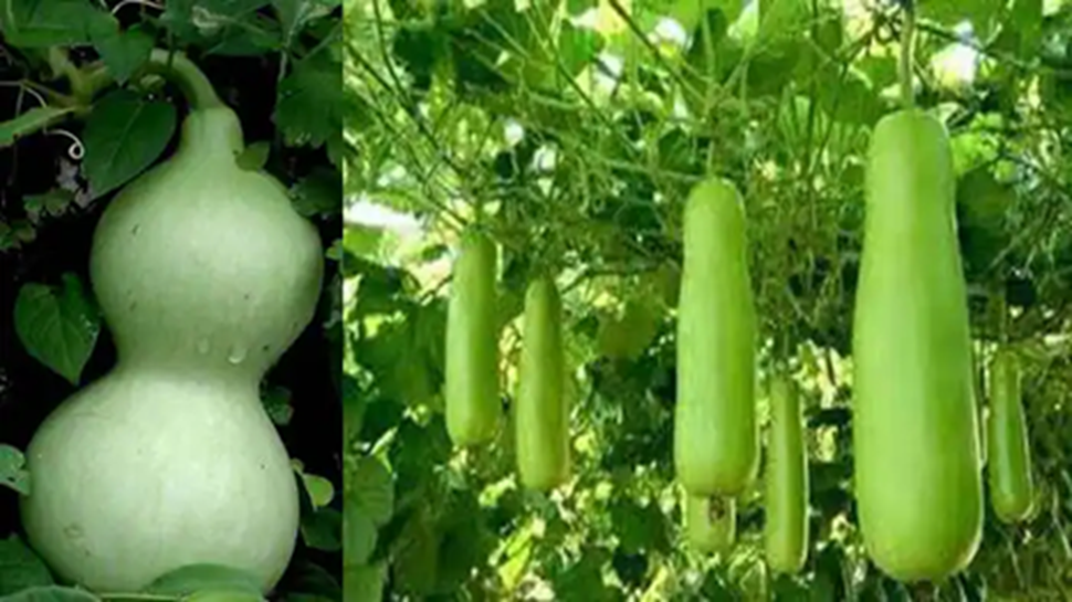 Bottle Gourd Benefits: ಮಲಬದ್ಧತೆ, ಕ್ಯಾನ್ಸರ್ ರೋಗಕ್ಕೆ ರಾಮಬಾಣ ಈ ಕಾಯಿ..! Bottle Gourd Benefits: ಮಲಬದ್ಧತೆ, ಕ್ಯಾನ್ಸರ್ ರೋಗಕ್ಕೆ ರಾಮಬಾಣ ಈ ಕಾಯಿ..!