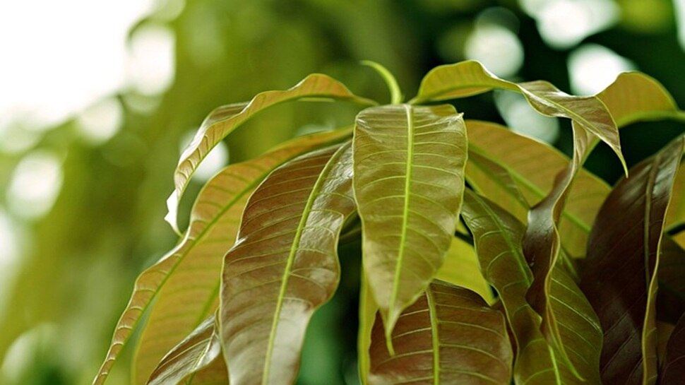Mango leaves are rich in antioxidants and medicinal properties: helpful ...