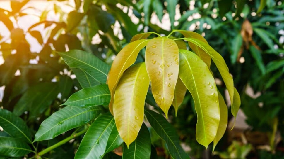 Mango leaves are rich in antioxidants and medicinal properties: helpful ...