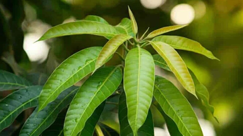 Mango leaves are rich in antioxidants and medicinal properties: helpful ...
