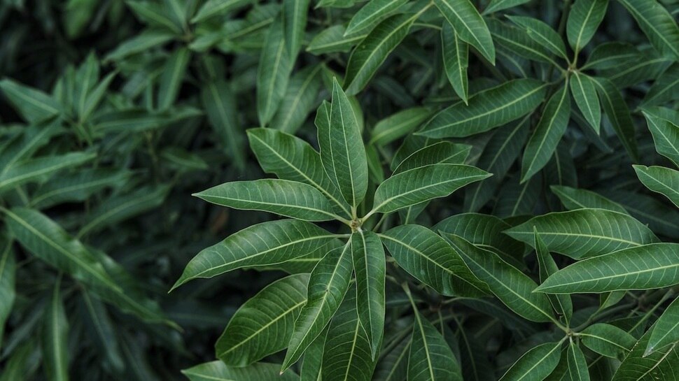 Mango leaves are rich in antioxidants and medicinal properties: helpful ...