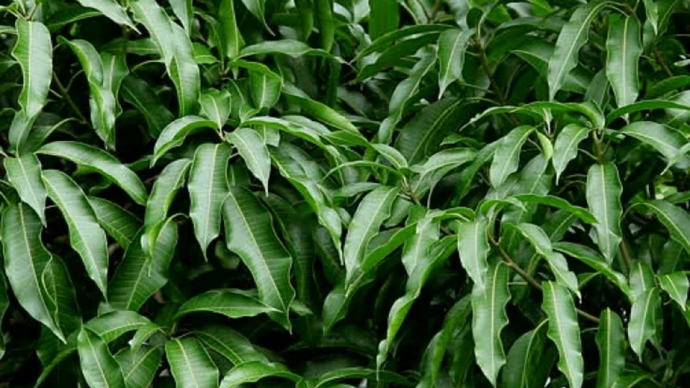 Mango leaves are rich in antioxidants and medicinal properties: helpful ...