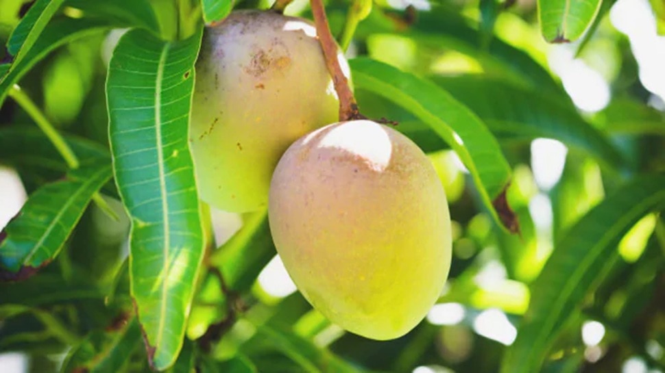 Mango leaves are rich in antioxidants and medicinal properties: helpful ...