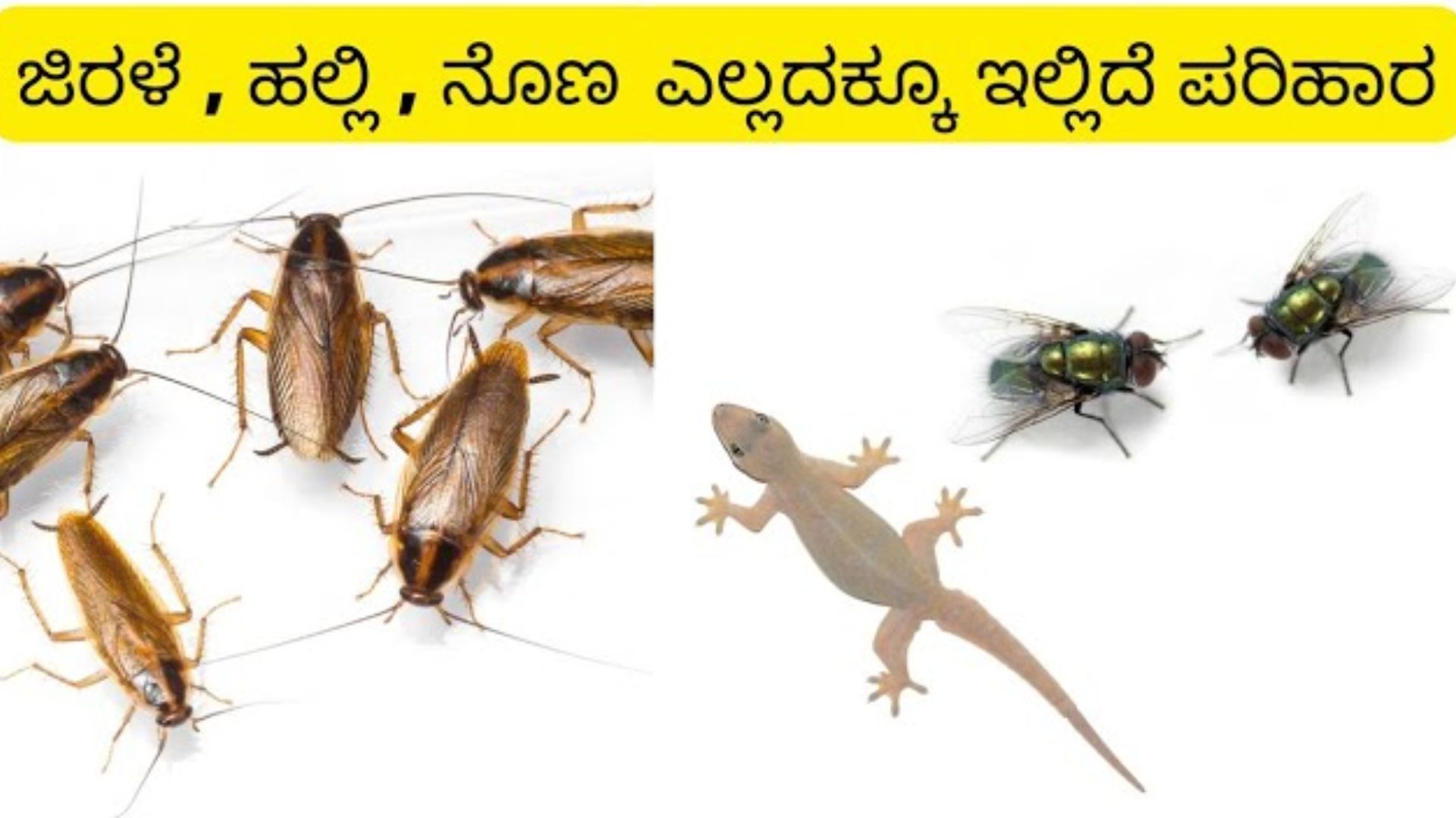 Kedchal Insect How to get rid of cockroaches and flies | ಮನೆಯ ಮೂಲೆ ಮೂಲೆ ಜಿರಳೆ.. ನೊಣಗಳ ...