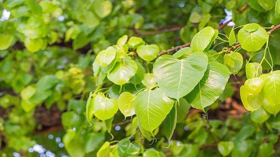 Astro tips: ರಾತ್ರಿ ಮಲಗುವಾಗ ಈ ಎಲೆಯನ್ನು ನಿಮ್ಮ ತಲೆ ದಿಂಬಿನ ಕೆಳಗೆ ಇಟ್ಟು ಮಲಗಿದರೆ ಸಾಲದ ಸಮಸ್ಯೆ ಬಗೆಹರಿದು ಕೋಟ್ಯಾಧಿಪರಿಯಾಗುತ್ತೀರಿ! 