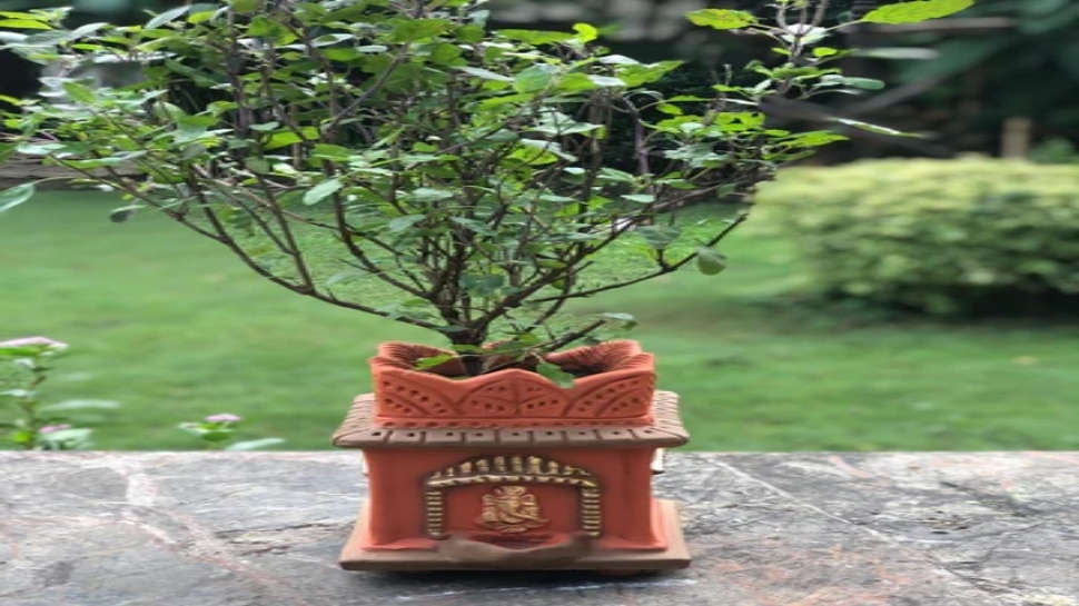 ತುಳಸಿಯ ಬಳಿ ಈ 4 ವಸ್ತುಗಳನ್ನು ಇಡಲೇಬಾರದು? ಮನೆ ಹೊಕ್ಕುವುದು ದಟ್ಟ ದರಿದ್ರ !ಮನೆ ಯಜಮಾನನ  ಆಯಸ್ಸಿಗೆ ಬರುವುದು ಕುತ್ತು !ಕುಬೇರನಂತಿದ್ದವರೂ ಕುಚೇಲರಾಗುವರು !