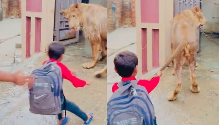Viral Video: ಈ ತರ ಹಿಂಸೆ ಕೊಟ್ರೆ ಸುಮ್ನೆ ಬಿಡೋಕಾಗುತ್ತಾ.. ನಿಂತಿದ್ದ ಸಿಂಹದ ಬಾಲ ಎಳೆದ ಬಾಲಕ! ಮುಂದಾಗಿದ್ದು ನೆನೆಸಿಕೊಂಡ್ರೆ... 
