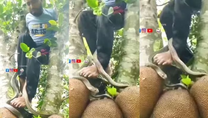 Viral video: ಹಲಸಿನ ಹಣ್ಣು ಕದಿಯೋಕೆ ಹೋಗಿ ನಾಗರಾಜನ ಕೈಯಲ್ಲಿ ಸಿಕ್ಕಿಬಿದ್ದ ಯುವಕ! ಬುಸ್‌ ಬುಸ್‌.. ಮುಂದೆನಾಯ್ತು.. 