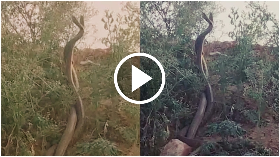 ಹಾವುಗಳ ಸರಸ.. ಮುಸ್ಸಂಜೆಯಲ್ಲಿ ಹೊತ್ತಲ್ಲಿ ಒಂದೂವರೆ ಗಂಟೆಗಳ ಕಾಲ ಮೈಮರೆತ ನಾಗ-ನಾಗಿಣಿ..! ವಿಡಿಯೋ ವೈರಲ್‌