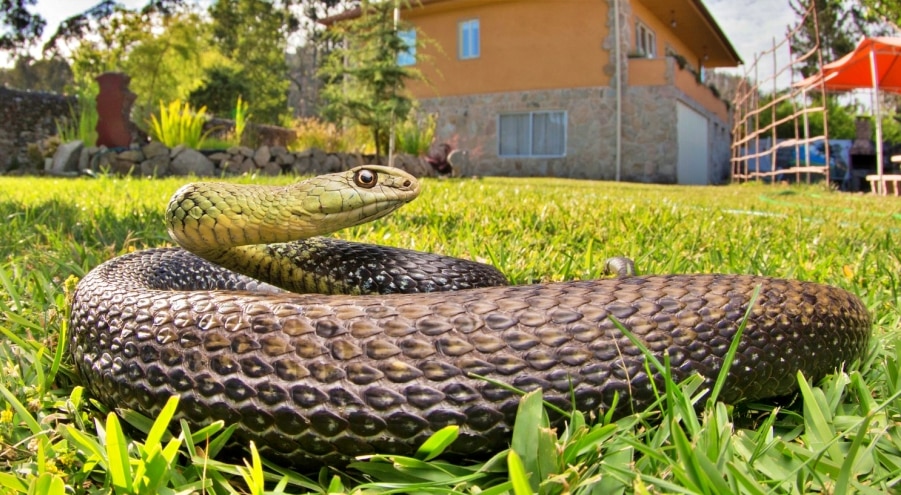 ಬೇಸಿಗೆಯಲ್ಲಿ ನಿಮ್ಮ ಮನೆ ಸುತ್ತ ಈ 5 ಸಸ್ಯಗಳಿದ್ದರೆ ವಿಷಕಾರಿ ಪ್ರಾಣಿಗಳಿಗೆ ಅದು ಸೂಕ್ತ ವಾಸಸ್ಥಾನ..! ಎಚ್ಚರದಿಂದ ತಿರುಗಾಡಿ..