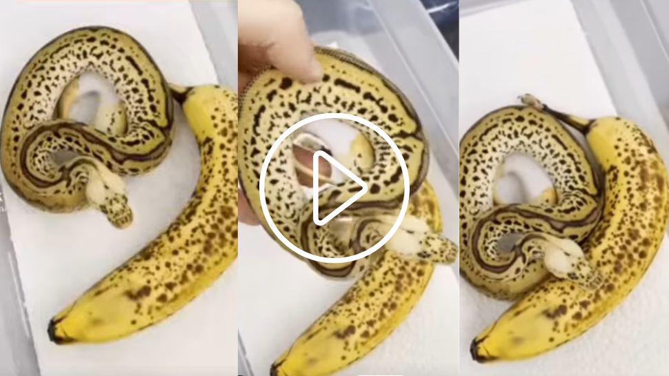 Snake viral Video: ಬಾಳೆಹಣ್ಣು ಅಂತ ತಿನ್ನೋಕೆ ಕೈಗೆ ತಗೊಂಡಿದ್ದೆ ತಪ್ಪಾಯ್ತು.. ಅದು ಹಣ್ಣಲ್ಲ ಹೆಬ್ಬಾವು ಗುರು..