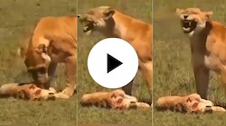 Lioness Viral video: ತಾಯಿ ಹೃದಯ ಯಾರಿಗಾದರೂ ಒಂದೆ ಅಲ್ವಾ? ಮರಿಯ ಪ್ರಾಣ ಹೋದ ನೋವು ತಾಳಲಾರದೆ ಗೊ