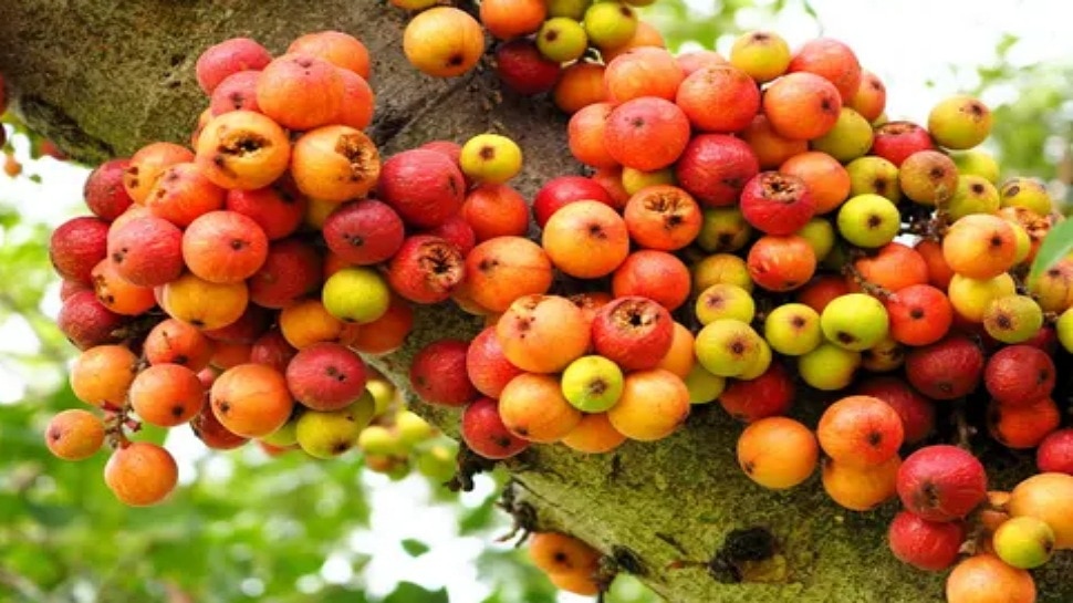 Cluster Fig Fruit has the power to control blood sugar level | ಸಕ್ಕರೆ ...