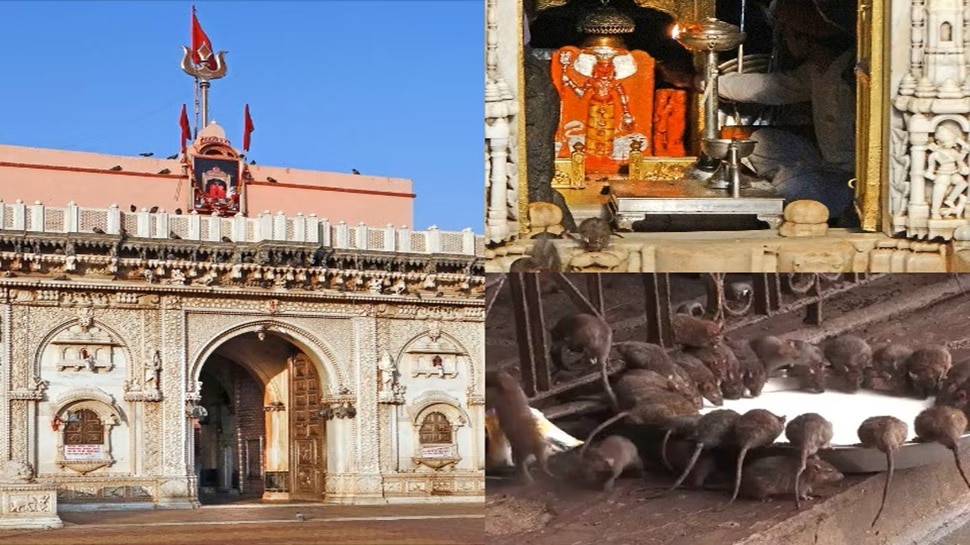 The only temple in the country that worships rats is the Karni Mata ...