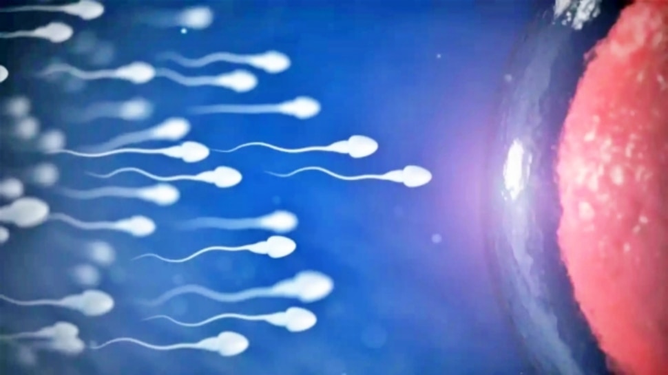 Sperm race : ವಿಶ್ವದಲ್ಲೇ ಮೊದಲ ಬಾರಿಗೆ, ಕ್ರಿಕೆಟ್‌ನಂತೆ ಮೈದಾನದಲ್ಲಿಯೇ "ವೀರ್ಯ ಓಟದ ಸ್ಪರ್ಧೆ" ಆಯೋಜನೆ, ನೇರಪ್ರಸಾರ..! 8 ಕೋಟಿ ರೂ.
