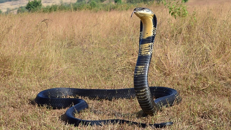 Snake bite rituals: ಹಾವು ಕಚ್ಚಿ ಸತ್ತ ವ್ಯಕ್ತಿಯನ್ನು ಯಾಕೆ ಅಂತಿಮ ಸಂಸ್ಕಾರ ಮಾಡಲ್ಲ ಗೊತ್ತಾ..? ಮಣ್ಣು ಮಾಡದೆ ಬಿಟ್ಟರೆ ಮರಳಿ ಬದಕುತ್ತಾನಂತೆ ಪ್ರಾಣ ಕಳೆದುಕೊಂಡ ವ್ಯಕ್ತಿ..! Snake bite rituals: ಹಾವು ಕಚ್ಚಿ ಸತ್ತ ವ್ಯಕ್ತಿಯನ್ನು ಯಾಕೆ ಅಂತಿಮ ಸಂಸ್ಕಾರ ಮಾಡಲ್ಲ ಗೊತ್ತಾ..? ಮಣ್ಣು ಮಾಡದೆ ಬಿಟ್ಟರೆ ಮರಳಿ ಬದಕುತ್ತಾನಂತೆ ಪ್ರಾಣ ಕಳೆದುಕೊಂಡ ವ್ಯಕ್ತಿ..!