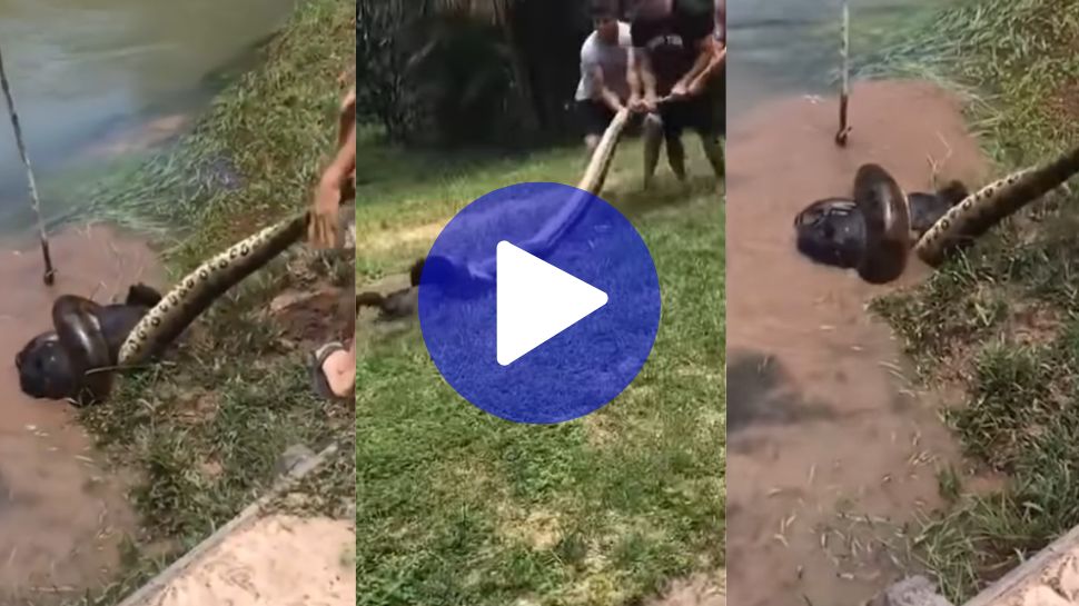 Viral Video: ಮುದ್ದಾದ ನಾಯಿಯನ್ನು ಎಳೆದೊಯ್ದ ಅನಕೊಂಡಾ ಹಾವು.. ಪ್ರಾಣವನ್ನು ಪಣಕ್ಕಿಟ್ಟು ವಿಷಸರ್ಪದಿಂದ ಶ್ವಾನವನ್ನು ರಕ್ಷಿಸಲು ಹರಸಾಹಸ ಪಟ್ಟ ಮೂವರು! ಇವರ ಸಾಹಸಕ್ಕೆ ಒಂದು ಸಲಾಂ ಹೊಡೆಯಲೇ ಬೇಕು Viral Video: ಮುದ್ದಾದ ನಾಯಿಯನ್ನು ಎಳೆದೊಯ್ದ ಅನಕೊಂಡಾ ಹಾವು.. ಪ್ರಾಣವನ್ನು ಪಣಕ್ಕಿಟ್ಟು ವಿಷಸರ್ಪದಿಂದ ಶ್ವಾನವನ್ನು ರಕ್ಷಿಸಲು ಹರಸಾಹಸ ಪಟ್ಟ ಮೂವರು! ಇವರ ಸಾಹಸಕ್ಕೆ ಒಂದು ಸಲಾಂ ಹೊಡೆಯಲೇ ಬೇಕು
