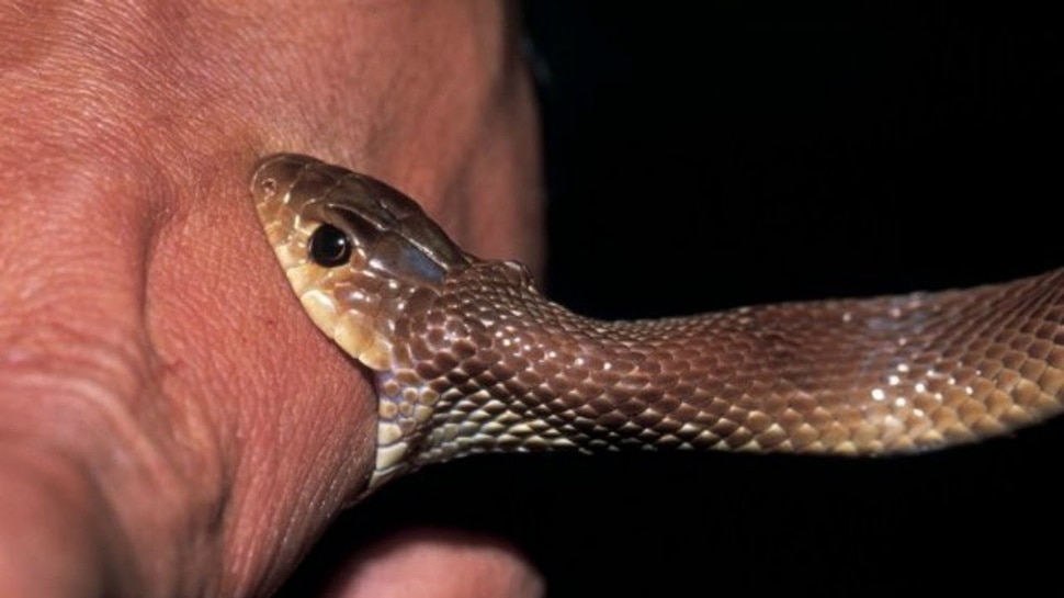 Snake Bite: ಹಾವು ಕಚ್ಚಿದ ವ್ಯಕ್ತಿ ಮಲಗಿದ್ರೆ ಏನಾಗುತ್ತೆ! ನಿದ್ದೆ ಮಾಡಿದ್ರೆ ಜೀವಕ್ಕೆ ಅಪಾಯವಿರುತ್ತಾ? 