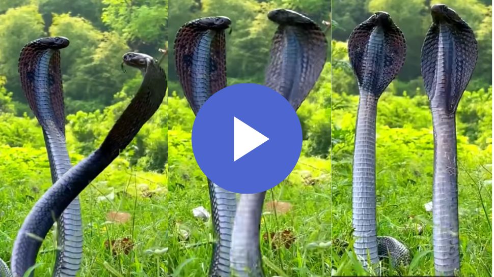 Huge Snake Viral Video: ಎರಡು ಕಪ್ಪು ರಾಜ ನಾಗರ ಹಾವುಗಳ ಭಯಾನಕ ಕಾಳಗ! ಎಡೆ ಎತ್ತಿ ಎದೆಯುದ್ದ ನಿಂತ ವಿಷ ಸರ್ಪಗಳನ್ನು ನೋಡಿದರೆ ಬೆವರು ಇಳಿಯೋದು ಗ್ಯಾರಂಟಿ