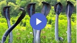 Huge Snake Viral Video: ಎರಡು ಕಪ್ಪು ರಾಜ ನಾಗರ ಹಾವುಗಳ ಭಯಾನಕ ಕಾಳಗ! ಎಡೆ ಎತ್ತಿ ಎದೆಯುದ್ದ ನಿಂತ ವಿಷ ಸರ್ಪಗಳನ್ನು ನೋಡಿದರೆ ಬೆವರು ಇಳಿಯೋದು ಗ್ಯಾರಂಟಿ