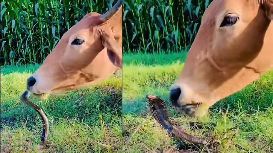Viral Video:  ಹಸು ಮತ್ತು ವಿಷ ಸರ್ಪದ ನಡುವೆ ಅವಿನಾಭಾವ ಸ್ನೇಹ..ಈ ಎರಡು ಪ್ರಾಣಿಗಳ ಪ್ರೀತಿಗೆ ನೀವು ಸೋಲದೆ ಇರೋಕೆ ಸಾಧ್ಯವೇ ಇಲ್ಲ