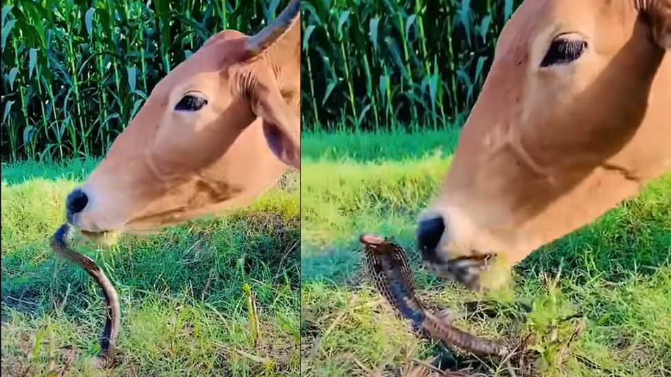 Viral Video: ಹಸು ಮತ್ತು ವಿಷ ಸರ್ಪದ ನಡುವೆ ಅವಿನಾಭಾವ ಸ್ನೇಹ..ಈ ಎರಡು ಪ್ರಾಣಿಗಳ ಪ್ರೀತಿಗೆ ನೀವು ಸೋಲದೆ ಇರೋಕೆ ಸಾಧ್ಯವೇ ಇಲ್ಲ Viral Video: ಹಸು ಮತ್ತು ವಿಷ ಸರ್ಪದ ನಡುವೆ ಅವಿನಾಭಾವ ಸ್ನೇಹ..ಈ ಎರಡು ಪ್ರಾಣಿಗಳ ಪ್ರೀತಿಗೆ ನೀವು ಸೋಲದೆ ಇರೋಕೆ ಸಾಧ್ಯವೇ ಇಲ್ಲ