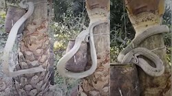 Viral video: ಮನುಷ್ಯರಿಗೇನಾ ಕಷ್ಟ, ಹಾವುಗಳಿಗೆ ಇರಲ್ವಾ? ಕಷ್ಟ ಮರೆತು ನಶೆ ಏರಿಸಿಕೊಳ್ಳಲು ಮರವೇರಿ ಶೇಂದಿ ಕುಡೀತಿದೆ ವಿಷ ಸರ್ಪ
