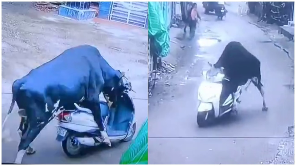 bull rides bike in rishikesh uttarakhand video goes viral ...