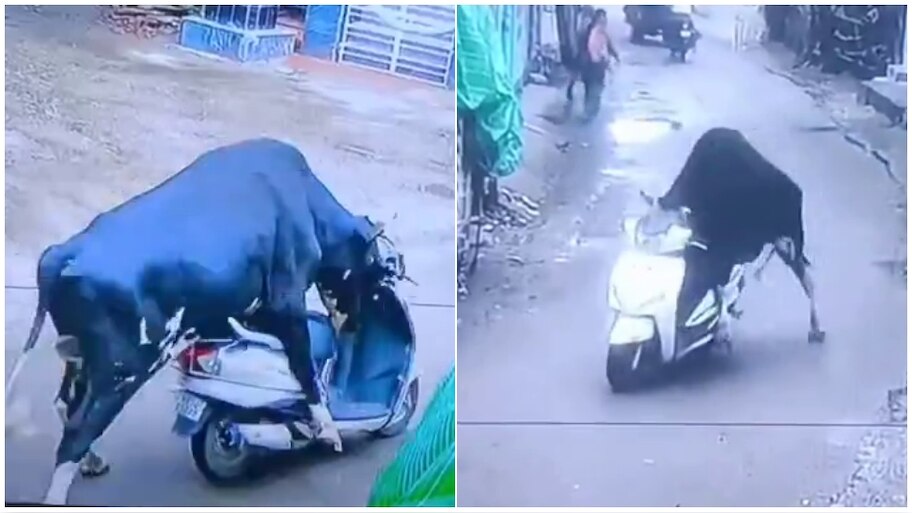 bull rides bike in rishikesh uttarakhand video goes viral ...