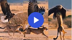 Eagle hunting Viral video: ಬೇಟೆಗಾಗಿ ಕಾದು ಕುಳಿತಿದ್ದ ಬೇಟೆಗಾರನನ್ನೇ ಹೊತ್ತೊಯ್ದ ರಣ ಹದ್ದು! 