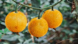 Cancer Preventing Fruit: ಕ್ಯಾನ್ಸರ್‌ ರೋಗಕ್ಕೆ ಶತ್ರು ʻಈʼ ಹಣ್ಣು.. ವರ್ಷಕ್ಕೊಮ್ಮೆ ತಿಂದ್ರೂ ಮಾರಕ ರೋಗ ನಿಮ್ಮ ದೇಹಕ್ಕೆ ಹಾನಿ ಮಾಡಲ್ಲ