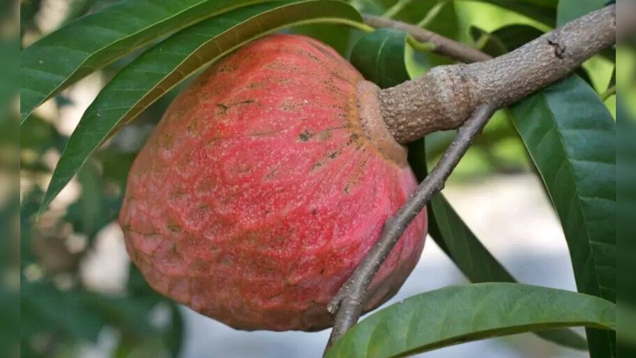 Ramphala fruit to prevent cancer and control blood sugar |ಒಂದೇ ಒಂದು ...