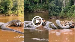 Python vs Leopard Video: ಹೆಬ್ಬಾವಿನ ಹಸಿವಿಗೆ ಆಹಾರವಾಯ್ತು ನೀರು ಕುಡಿಯಲು ಬಂದ ಚಿರತೆ! ದೈತ್ಯ ಹಾವಿನ ಹಿಡಿತಕ್ಕೆ ಸಿಲುಕು ಸೋಲೊಪ್ಪಿಕೊಂಡ ಬೇಟೆಗಾರ