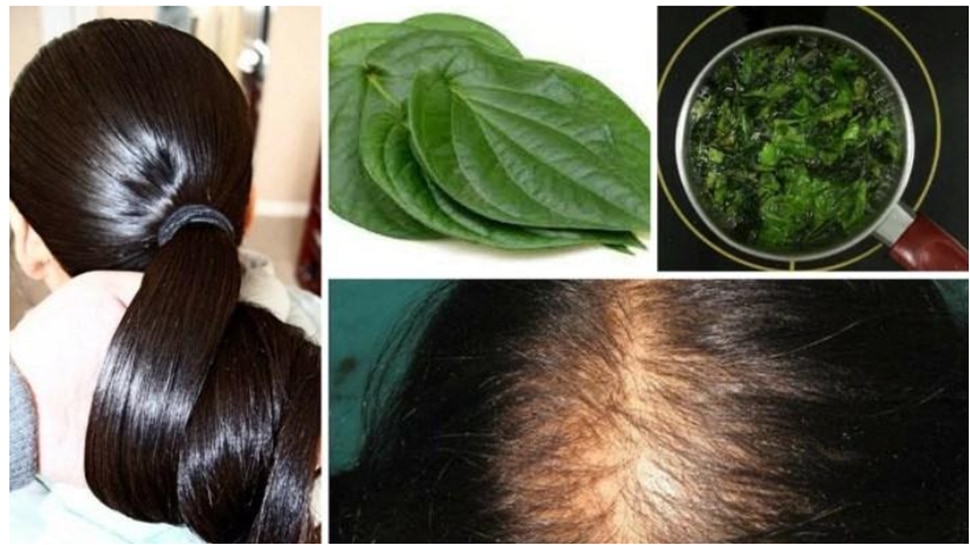 Say no to hair dye! This awesome of betel leaves, white hair in 5 minutes black and thick hair on bald head too! 15 516743 Betel Leaf Benefits for Hair 1