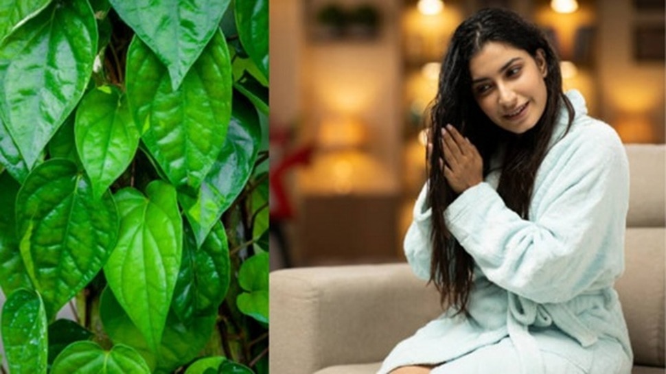 Say no to hair dye! This awesome of betel leaves, white hair in 5 minutes black and thick hair on bald head too! 13 516745 Betel Leaf Benefits for Hair 3