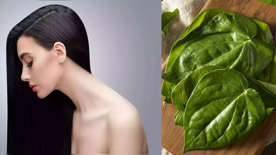 Say no to hair dye! This awesome of betel leaves, white hair in 5 minutes black and thick hair on bald head too! 12 516746 Betel Leaf Benefits for Hair 4