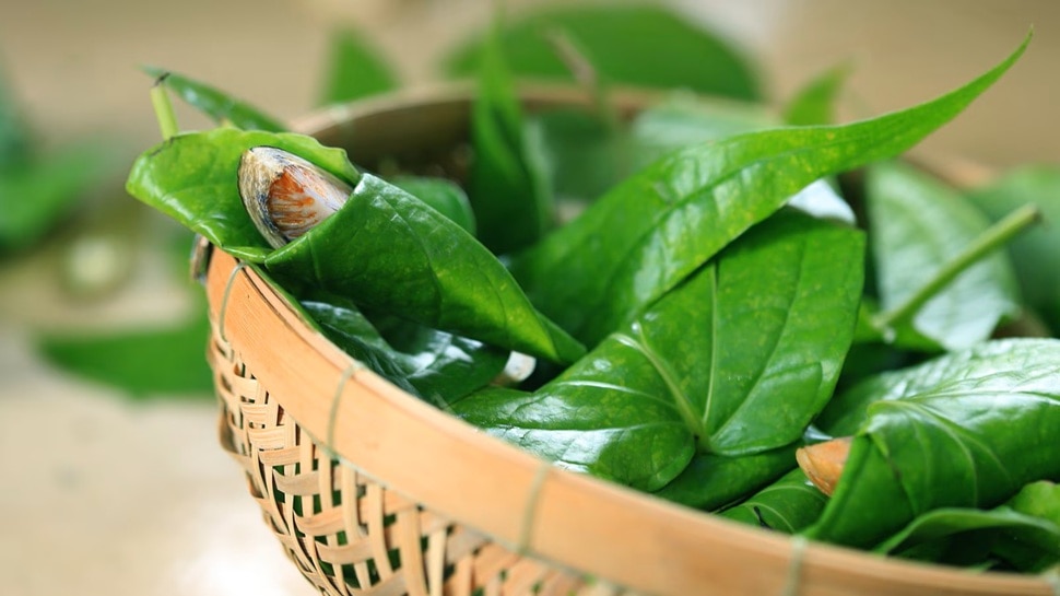 Say no to hair dye! This awesome of betel leaves, white hair in 5 minutes black and thick hair on bald head too! 10 516748 Betel Leaf Benefits for Hair 7