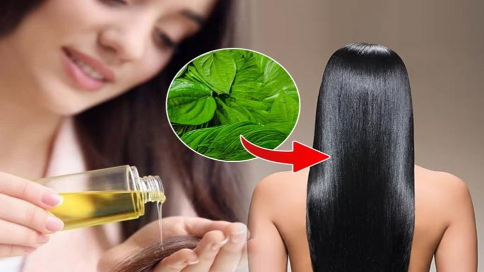 Say no to hair dye! This awesome of betel leaves, white hair in 5 minutes black and thick hair on bald head too! 9 516749 Betel Leaf Benefits for Hair 1