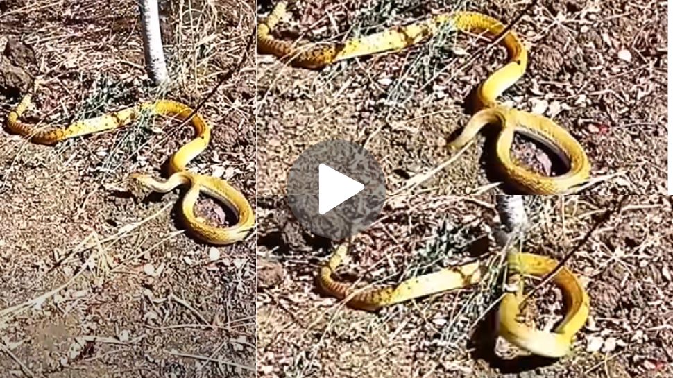 Gold Snake Viral Video: ಗದ್ದೆಯಲ್ಲಿ ಕಂಡು ಬಂತು ಚಿನ್ನದಂತೆ ಹೊಳೆಯುತ್ತಿದ್ದ ಜೀವಂತ ಹಾವು.. ಈ ಸರ್ಪ ದುಬೈನಿಂದಲೇ ಬಂದಿರಬೇಕು ಎಂದ ನೆಟ್ಟಿಗರು Gold Snake Viral Video: ಗದ್ದೆಯಲ್ಲಿ ಕಂಡು ಬಂತು ಚಿನ್ನದಂತೆ ಹೊಳೆಯುತ್ತಿದ್ದ ಜೀವಂತ ಹಾವು.. ಈ ಸರ್ಪ ದುಬೈನಿಂದಲೇ ಬಂದಿರಬೇಕು ಎಂದ ನೆಟ್ಟಿಗರು