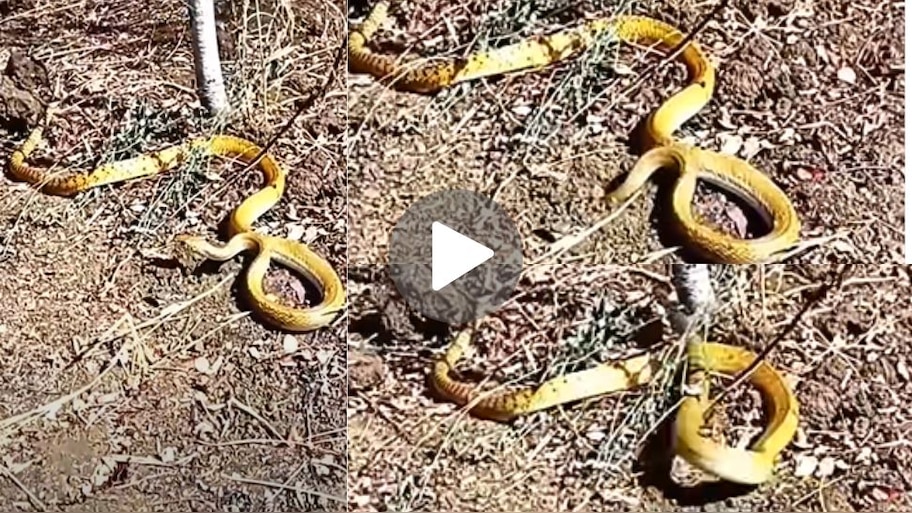 Gold Snake Viral Video: ಗದ್ದೆಯಲ್ಲಿ ಕಂಡು ಬಂತು ಚಿನ್ನದಂತೆ ಹೊಳೆಯುತ್ತಿದ್ದ ಜೀವಂತ ಹಾವು.. ಈ ಸರ್ಪ ದುಬೈನಿಂದಲೇ ಬಂದಿರಬೇಕು ಎಂದ ನೆಟ್ಟಿಗರು