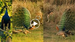 Viral Video: ಕಾಡು ಮಧ್ಯೆ ಗರಿಬಿಚ್ಚಿ ಕುಣಿಯುತ್ತಿದ್ದ ನವಿಲನ್ನು ಬೇಟೆಯಾಡಲು ಹೊಂಚು ಹಾಕಿದ ಹುಲಿ