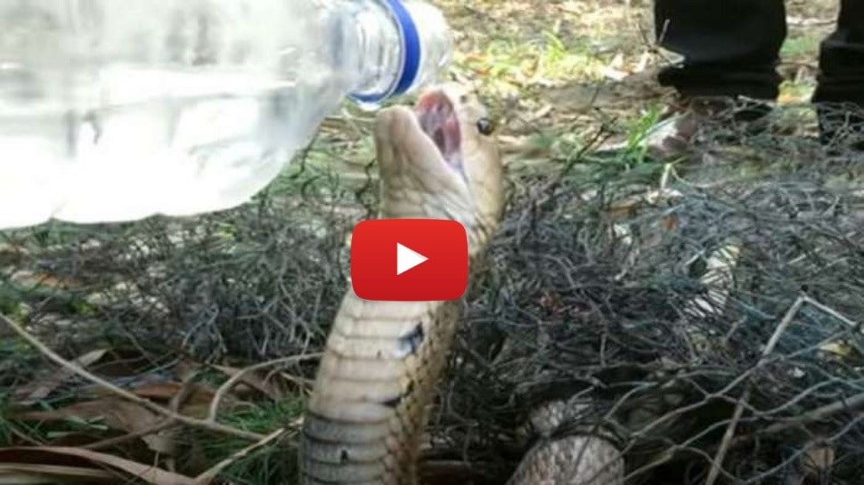 Viral Video: ತಾಳಲಾರದ ದಾಹ... ಬಿಸಿಲ ಬೇಗೆಗೆ ಬಾಟಲಿಯಲ್ಲಿದ್ದ ನೀರನ್ನು ಗಟಗಟನೇ ಕುಡಿದ ದೈತ್ಯ ಹಾವು! ಅಚ್ಚರಿಯ ವಿಡಿಯೋ 