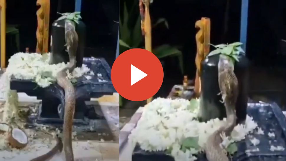 King Cobra Viral Video: ಶಿವಲಿಂಗಕ್ಕೆ ಪೂಜೆ ಸಲ್ಲಿಸಿದ ನಾಗರ ಹಾವು.. ಸರ್ಪದ ಭಕ್ತಿ ಕಂಡು ಪರವಶರಾದ ನೆಟ್ಟಿಗರು! ವಿಡಿಯೋ ವೈರಲ್‌ 