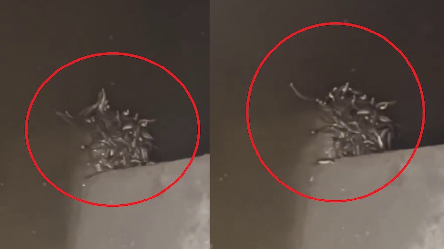 Snakes nest Found in the basement of the house in Maharajganj; Video ...